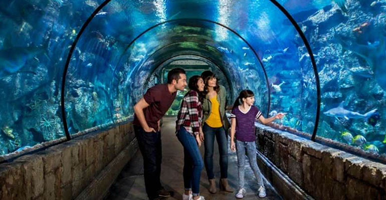 Shark Reef Aquarium Las Vegas